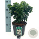 Ligustrum j. 'Rotundifolium' 25-30 cm 3,0L