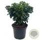 Ligustrum j. 'Rotundifolium' 25-30 cm 3,0L