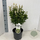 Ligustrum j. 'Rotundifolium' 25-30 cm 3,0L