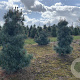 Pinus parv. 'Negishi' 60-80 cm draadkluit
