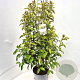 Ligustrum luc. Green Screen 125-150 cm 10L