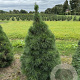 Pinus sylv. 'Norska' 100-125 cm draadkluit