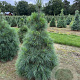 Pinus wallichiana 80-100 cm draadkluit