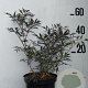 Sambucus nigra Black Lace 50-60 cm 10L