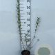 Ligustrum vulgare 40-60 cm 2,0L