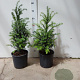 Taxus baccata 50-60 cm 5,0L