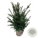 Taxus baccata 60-80 cm met kluit