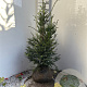 Taxus baccata 60-80 cm met kluit