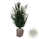 Taxus baccata 60-80 cm met kluit