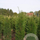 Taxus baccata 100-125 cm met kluit