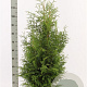 Thuja occ. 'Brabant' 80-100 cm met kluit