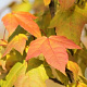 Liquidambar formosana 'Ellen' 10-12 HO draadkluit geveerd