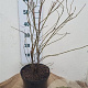 Liquidambar styraciflua 60-80 cm 7,5L