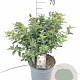 Viburnum tinus 50-60 cm 7,5L