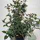 Viburnum tin. 'Purpureum' 60-80 cm 7,5L