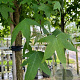 Liquidambar styraciflua 12-14 HO container