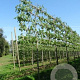 Liquidambar styraciflua 14-16 HO draadkluit lei 180x150 200 cm stam