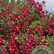 Rosa (H) Red Meidiland GM C1.5 eigen wortel
