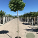 Liquidambar s. 'Gum Ball' 180 cm stam 20L 8-10