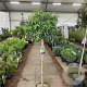 Liquidambar s. 'Gum Ball' 120 cm stam 12L 2jr.kroon