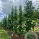 Liquidambar s. 'SlenderSilhouette' 10-12 HO draadkluit geveerd