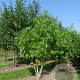 Liquidambar s. 'Worplesdon' 250-300 cm container meerstammig