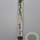 Lonicera henryi 150-175 cm 5,0L