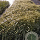 Carex oshim. 'Evergold' GM P9