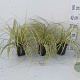 Carex oshim. 'Evergold' GM P9