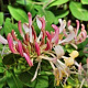 Lonicera per. 'Belgica' 150-175 cm 5,0L