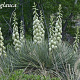 Yucca glauca 50-60 cm 35L