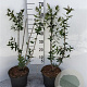 Lonicera tatarica 60-80 cm 5,0L