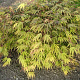 Acer palmatum 'Nicholsonii' 125-150 cm cont. 80L