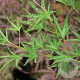 Acer palmatum 'Okushimo' 200-250 cm cont. 110L