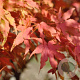 Acer palmatum 'Reticulatum Red' 150-175 cm 50L