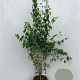 Lonicera xylosteum 80-100 cm 5,0L