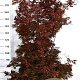 Acer palmatum 'Shaina' 125-150 cm 20L