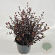 Lophomyrtus ralphii 'Purpurea' 25-30 cm 2,0L