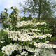 Viburnum plicatum 'Lanarth' 200-250 cm cont. 80L