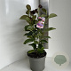 Magnolia 'Pink Ice' 60-80 cm 5,0L