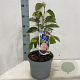 Magnolia 'Pink Ice' 60-80 cm 5,0L