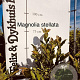 Magnolia stellata 40-50 cm met kluit