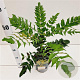 Mahonia media 'Charity' 30-40 cm 2,5L