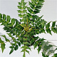 Mahonia media 'Charity' 30-40 cm 2,5L