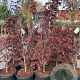 Acer pal. 'Bloodgood' 150-160 cm 35L