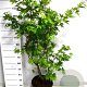 Acer pal. 'Osakazuki' 100-125 cm 20L