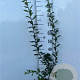 Mespilus germanica 80-100 cm 2,0L