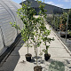 Mespilus germanica 150-175 cm 5,0L