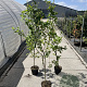 Mespilus germanica 150-175 cm 5,0L