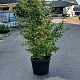 Mespilus germanica 150-175 cm cont. 60L meerstammig